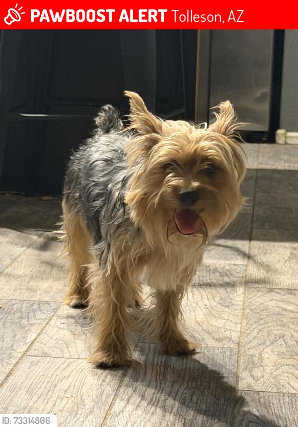 Lost Male Dog last seen Durango st, Tolleson, AZ 85353