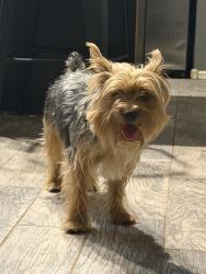 Lost Male Dog last seen Durango st, Tolleson, AZ 85353