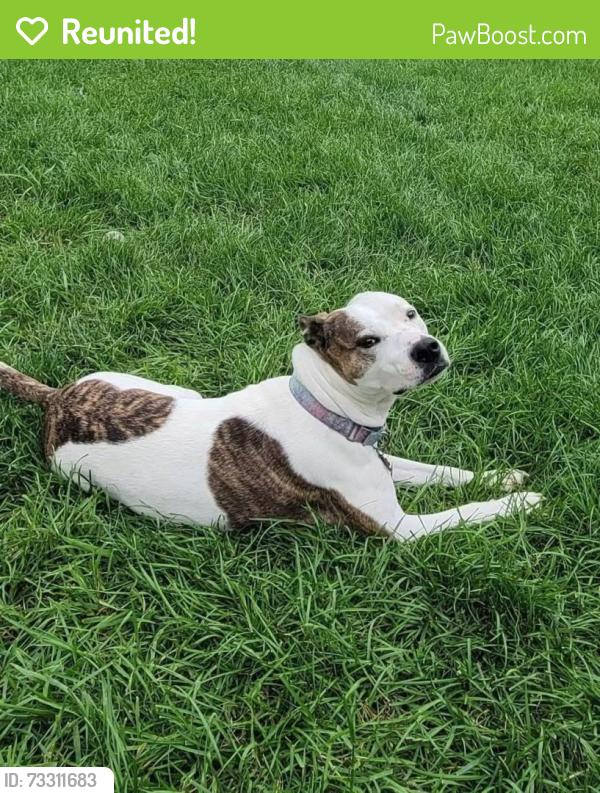 Reunited Female Dog last seen Hiawatha, Columbus, OH 43224