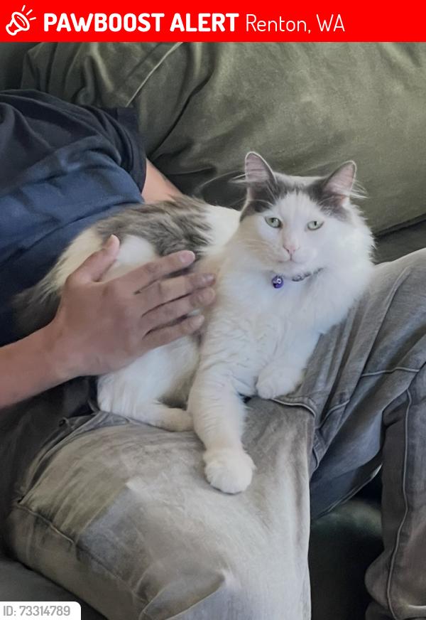 Lost Male Cat last seen Grandey way NE, Bronson Way NE, Renton, WA 98056