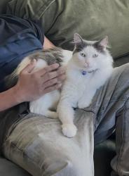 Lost Male Cat last seen Grandey way NE, Bronson Way NE, Renton, WA 98056