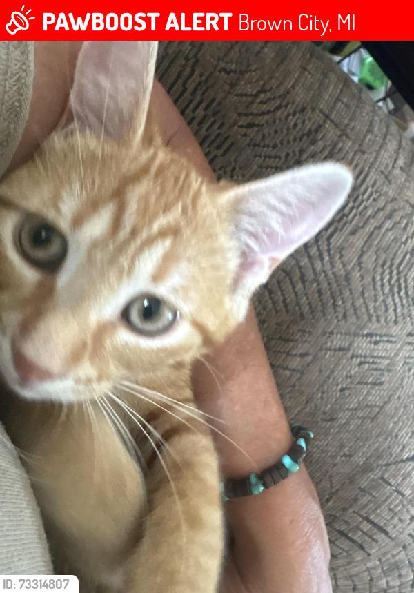 Lost Male Cat last seen Cargill/ brownschool, Brown City, MI 48416