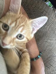Lost Male Cat last seen Cargill/ brownschool, Brown City, MI 48416