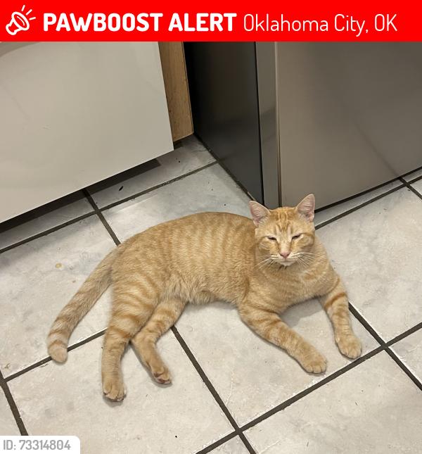 Lost Male Cat last seen Britton & air depot, Oklahoma City, OK 73151