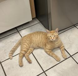 Lost Male Cat last seen Britton & air depot, Oklahoma City, OK 73151