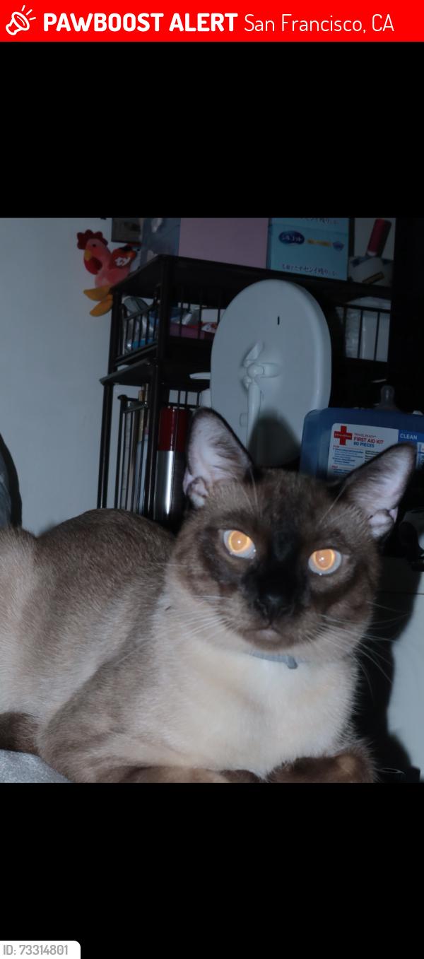Lost Male Cat last seen Near turk street apt 1 around this place from leavenworth thru eddy st, San Francisco, CA 94102