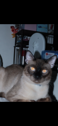 Lost Male Cat last seen Near turk street apt 1 around this place from leavenworth thru eddy st, San Francisco, CA 94102