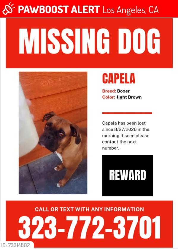 Lost Female Dog last seen 92stret fir ave, Los Angeles, CA 90002