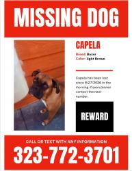 Lost Female Dog last seen 92stret fir ave, Los Angeles, CA 90002
