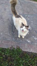 Lost Male Cat last seen Dawson Branch Road, Berkeley County, SC 29483