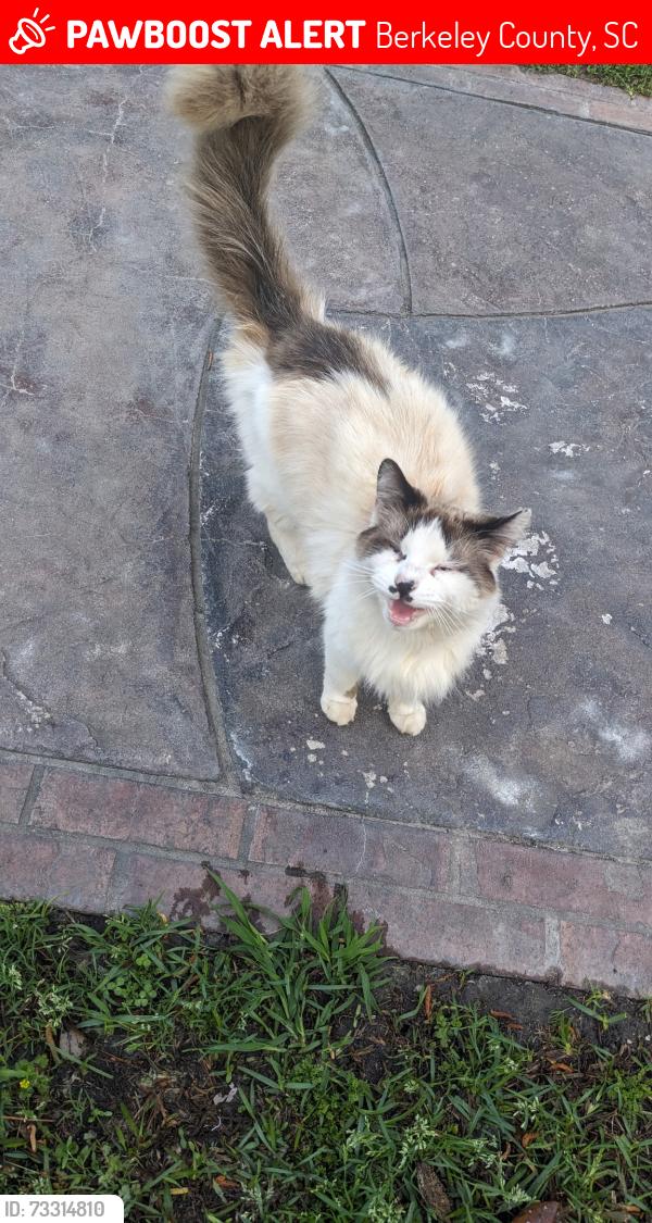 Lost Male Cat last seen Dawson Branch Road, Berkeley County, SC 29483
