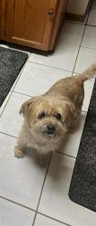 Reunited Female Dog last seen 70th Pl and Simms St, Arvada, CO 80004