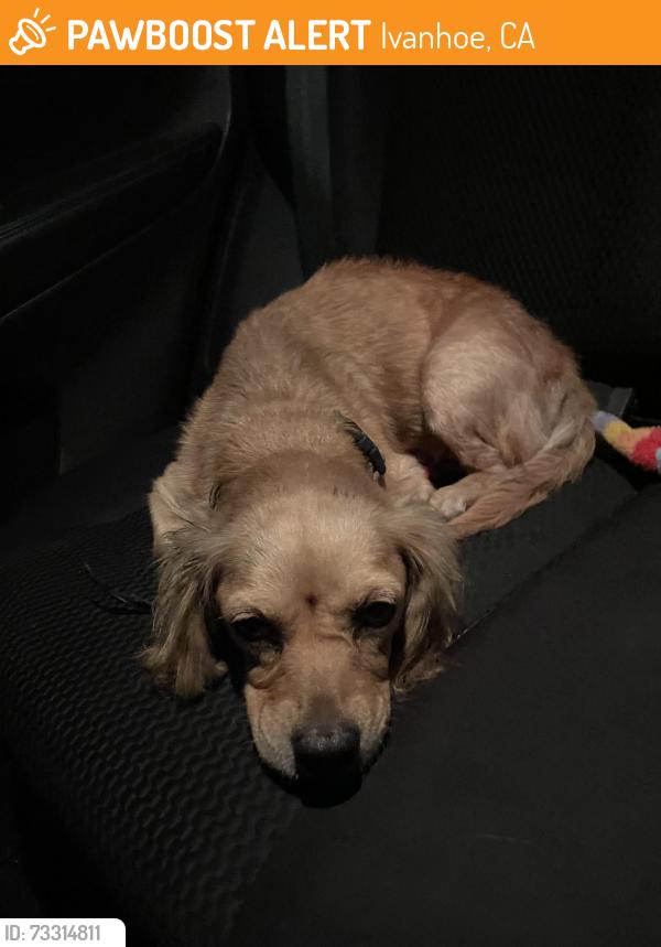 Found/Stray Female Dog last seen Ivanhoe Road 160, Ivanhoe, CA 93235