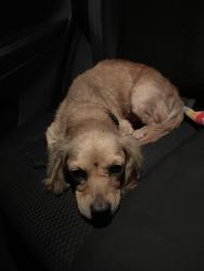 Found/Stray Female Dog last seen Ivanhoe Road 160, Ivanhoe, CA 93235