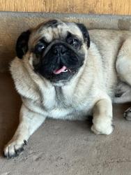 Reunited Male Dog last seen 523w Saint Francis ave Alton TX 78573, Alton, TX 78573