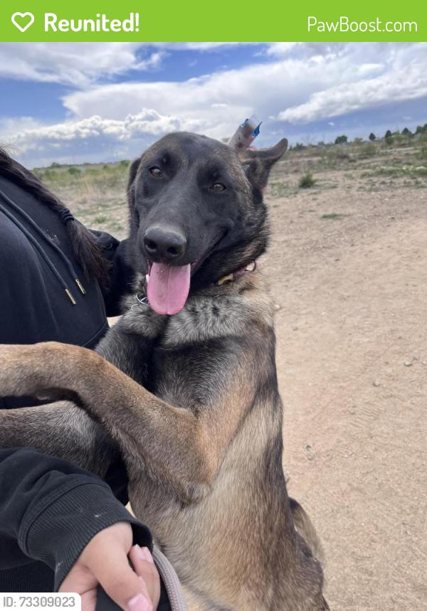 Reunited Female Dog last seen Pecos St, Denver, CO 80221
