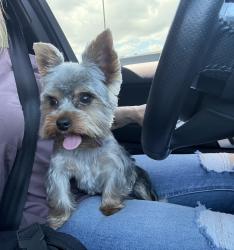 Reunited Male Dog last seen Wilhelmina, north, Pauline st, Anaheim, CA 92805
