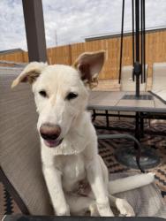 Reunited Male Dog last seen Northern and unser, Rio Rancho, NM 87124
