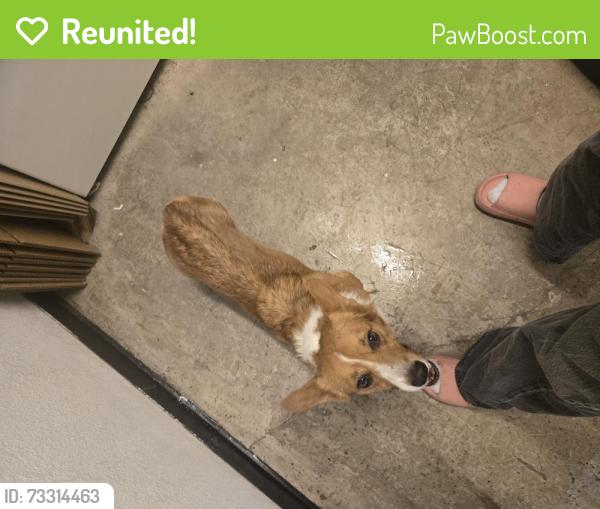 Reunited Male Dog last seen E Elm st and N 3rd Ave, Tucson, AZ 85705
