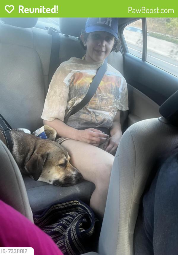 Reunited Male Dog last seen Near SW Canyon Rd, Portland, OR 97221, Portland, OR 97225