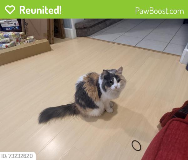 Reunited Female Cat last seen Slipped out of an open door. Campbell Ave on the San Jose/Santa Clara border, San Jose, CA 95126