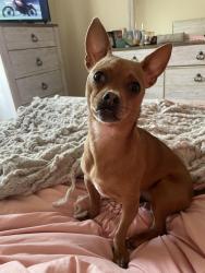 Lost Female Dog last seen Levi Jackson Campground, London Ky, London, KY 40744