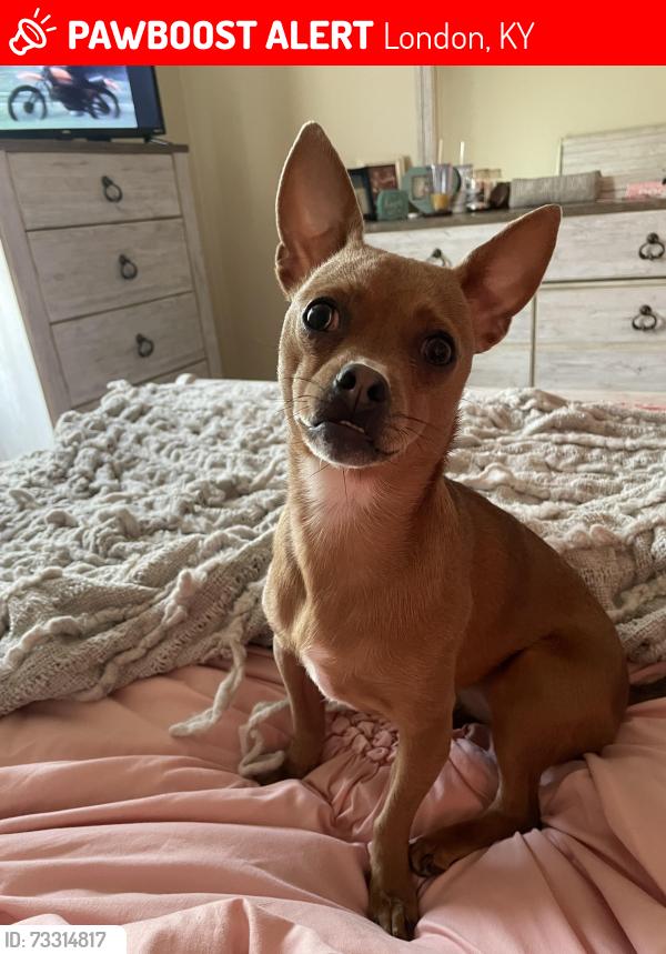 Lost Female Dog last seen Levi Jackson Campground, London Ky, London, KY 40744