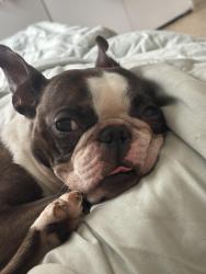 Lost Female Dog last seen Near W liberty st, Cincinnati Ohio, Cincinnati, OH 45214