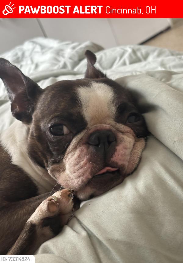 Lost Female Dog last seen Near W liberty st, Cincinnati Ohio, Cincinnati, OH 45214