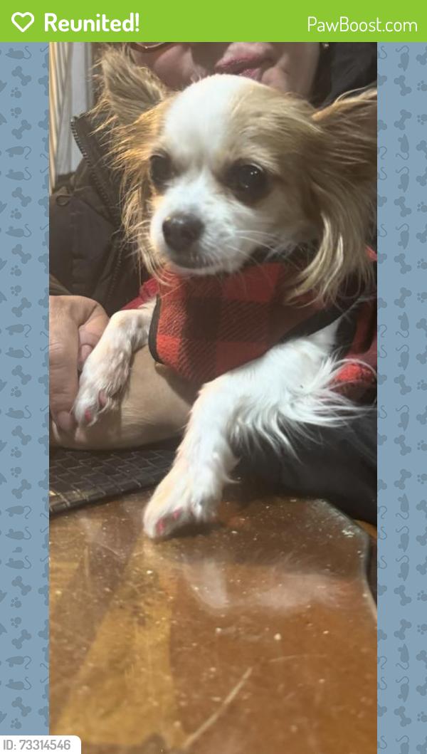 Reunited Female Dog last seen Near Yucca Dr NW, Albuquerque, NM 87105, USA, Albuquerque, NM 87105