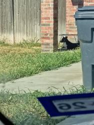 Found/Stray Unknown Dog last seen Hicks road, Amarillo, TX 79118