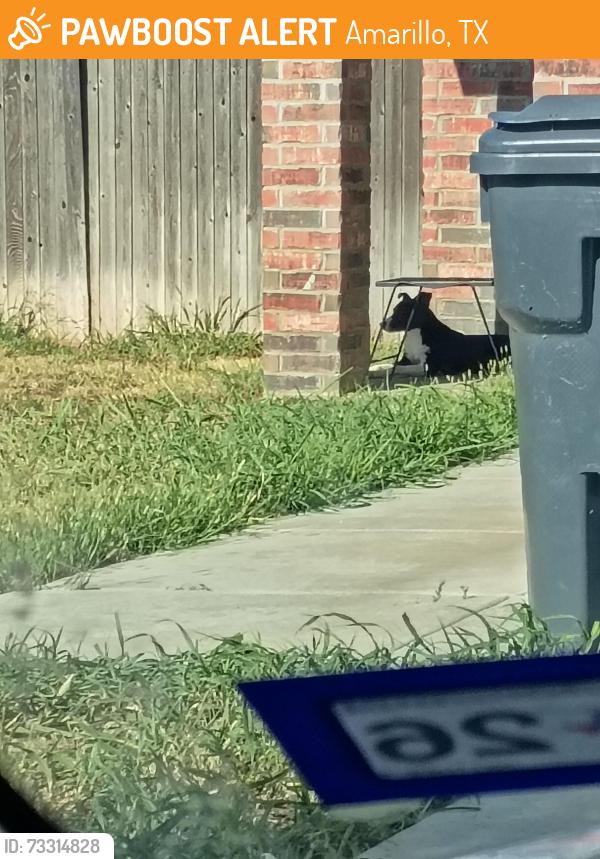 Found/Stray Unknown Dog last seen Hicks road, Amarillo, TX 79118