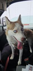 Reunited Unknown Dog last seen Otis / Clara, Bell, CA 90201