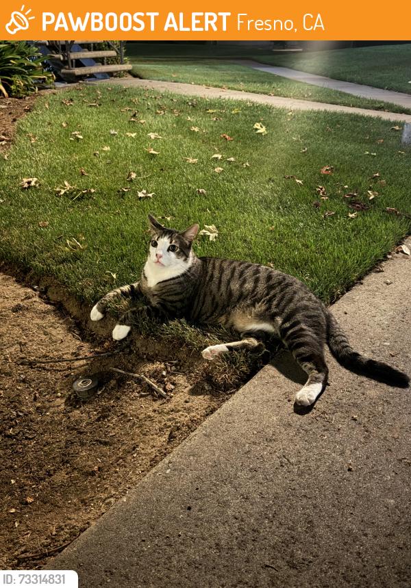 Found/Stray Unknown Cat last seen Cedar & Teague, Fresno, CA 93720