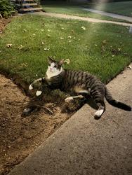 Found/Stray Unknown Cat last seen Cedar & Teague, Fresno, CA 93720