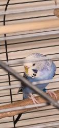 Lost Male Bird last seen Tuscawilla park, Ocala, FL 34470