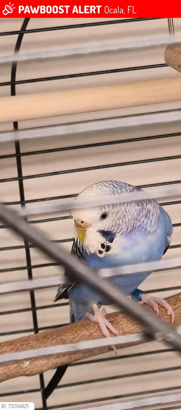 Lost Male Bird last seen Tuscawilla park, Ocala, FL 34470