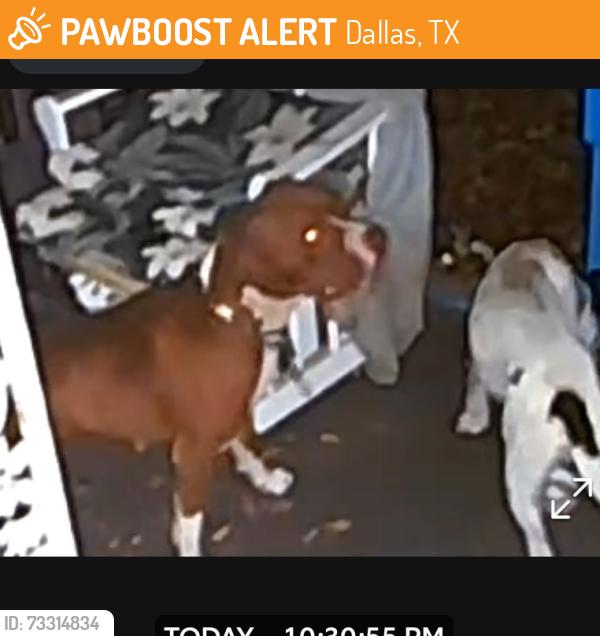 Found/Stray Unknown Dog last seen Dutton, Dallas, TX 75211