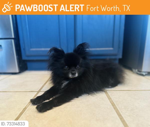 Found/Stray Male Dog last seen Hawkwood, Fort Worth, TX 76123