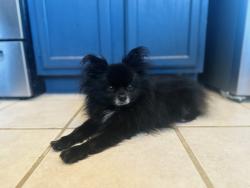 Found/Stray Male Dog last seen Hawkwood, Fort Worth, TX 76123