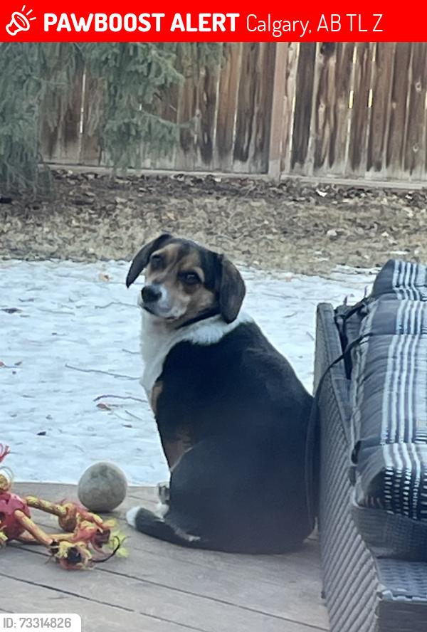 Lost Female Dog last seen %2 ST NW and Benton, Calgary, AB T2L 1Z3