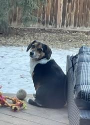 Lost Female Dog last seen %2 ST NW and Benton, Calgary, AB T2L 1Z3