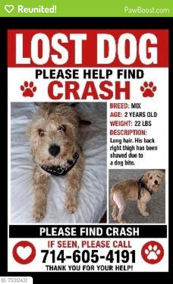 Reunited Male Dog last seen Spring St & Rancho Santiago Blvd, Orange County, CA 92869