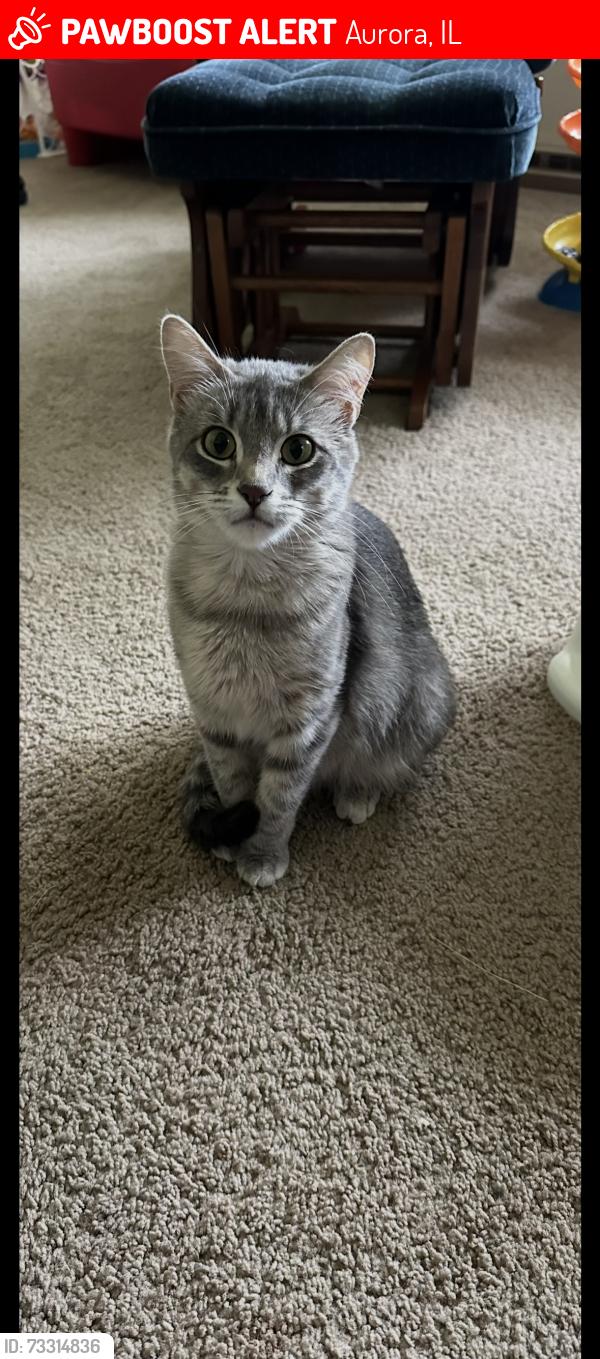 Lost Female Cat last seen Borkshire Ln, Aurora, IL 60502
