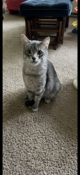 Lost Female Cat last seen Borkshire Ln, Aurora, IL 60502