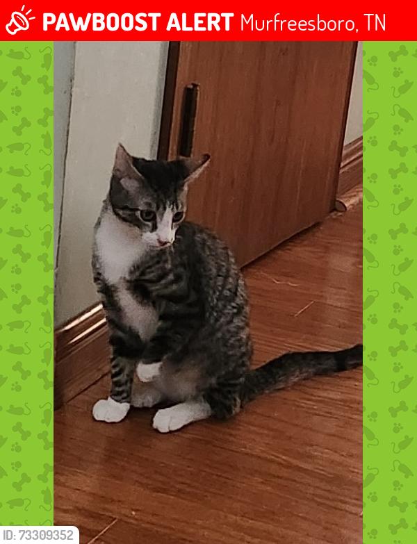 Lost Male Cat last seen Bass Road and Baker Road Murfressboro, Tn, Murfreesboro, TN 37129