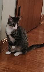 Lost Male Cat last seen Bass Road and Baker Road Murfressboro, Tn, Murfreesboro, TN 37129