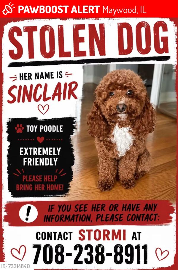 Lost Female Dog last seen 7th and Fillmore. Maywood il, Maywood, IL 60153