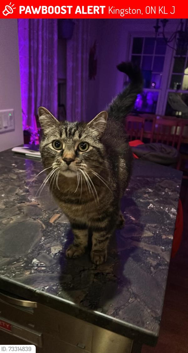 Lost Male Cat last seen Victoria at Earl St, Kingston, ON K7L 2J9