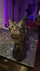 Lost Male Cat last seen Victoria at Earl St, Kingston, ON K7L 2J9